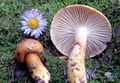 Hygrophorus dichrous